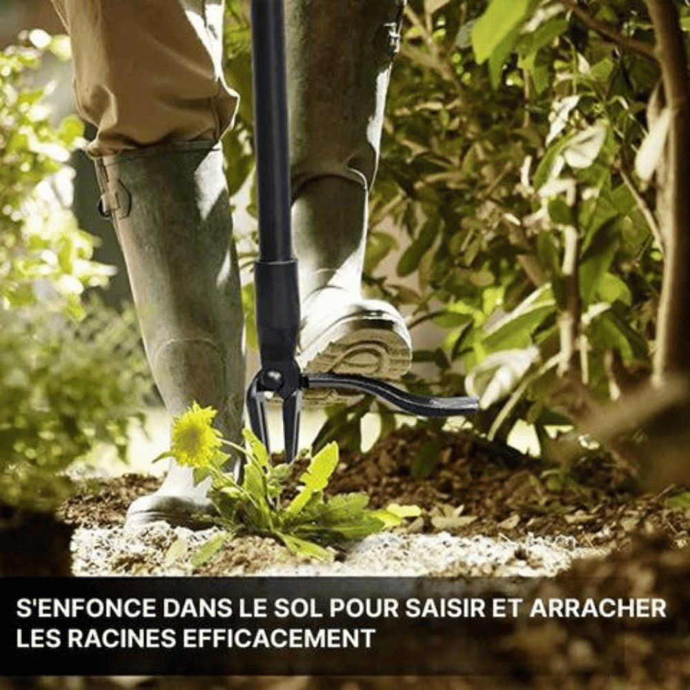 Extracteur de racines